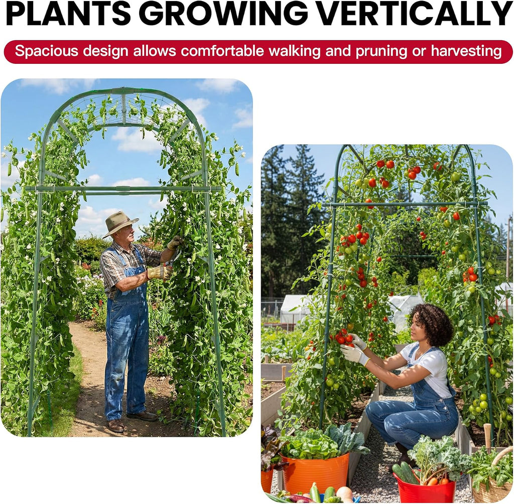 Metal Arch Trellis for Climbing Vegetables